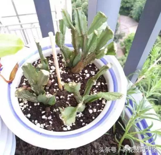 蟹爪兰长得好好的就断了怎么回事,蟹爪兰花谢了怎么处理才能复花