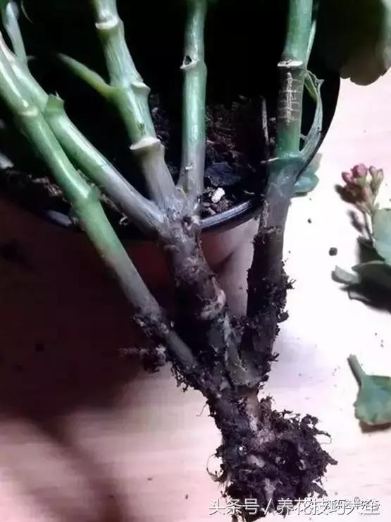 蟹爪兰长得好好的就断了怎么回事,蟹爪兰花谢了怎么处理才能复花