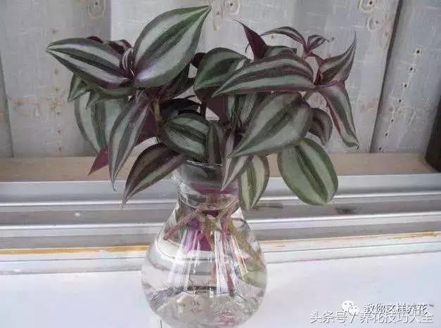 蟹爪兰长得好好的就断了怎么回事,蟹爪兰花谢了怎么处理才能复花