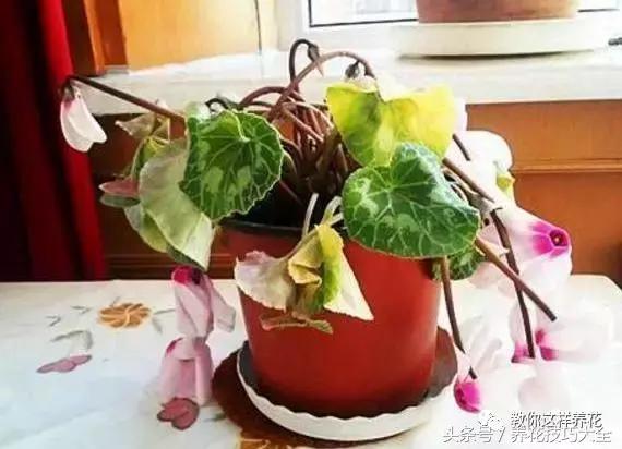 蟹爪兰长得好好的就断了怎么回事,蟹爪兰花谢了怎么处理才能复花