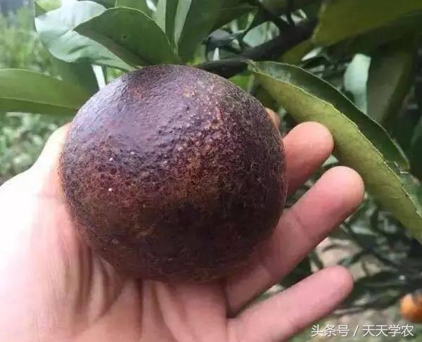 黑皮果锈壁虱,锈壁虱的黑皮能掉吗