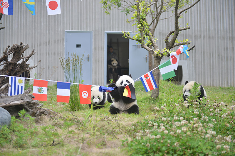 萌哭熊猫,萌哭2017新生大熊猫宝宝齐亮