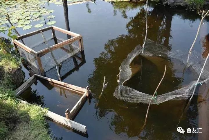 特隆贝塔如何饲养,特隆贝塔半皇与红彩区别