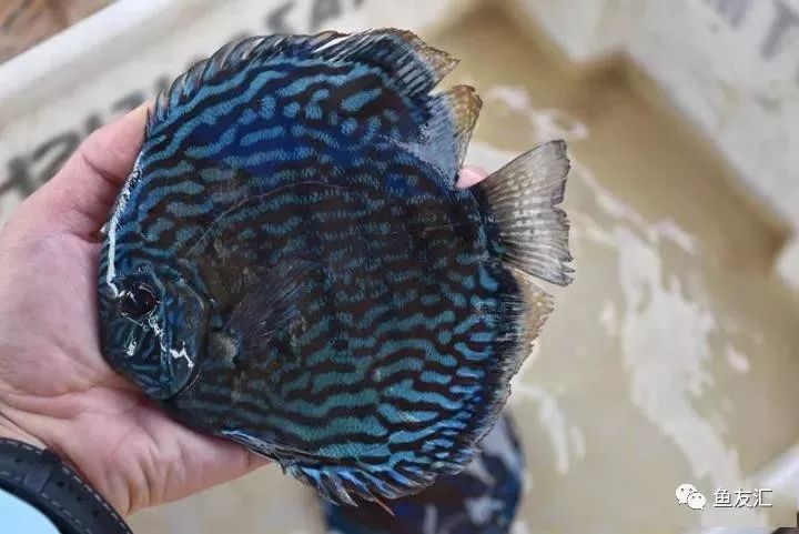 特隆贝塔如何饲养,特隆贝塔半皇与红彩区别