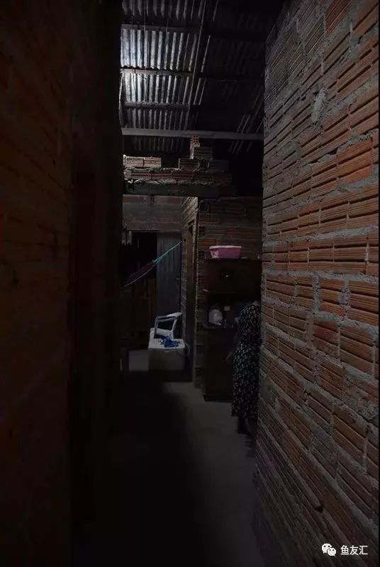 特隆贝塔如何饲养,特隆贝塔半皇与红彩区别