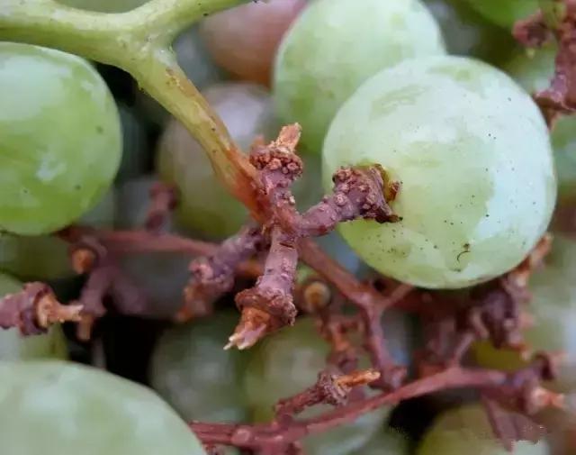 葡萄掉粒子是怎么回事,葡萄穗子掉粒是怎么回事呢