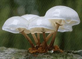 我市权威部门发布紧急提醒！中毒高发季，坚决不采不购不食用