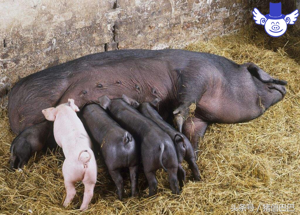 初产母猪容易难产怎么办？只需要做好这些工作就不用担心了