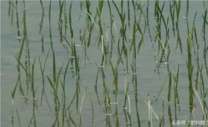 水稻白苗怎么回事,水稻白穗发生原因及防治方法