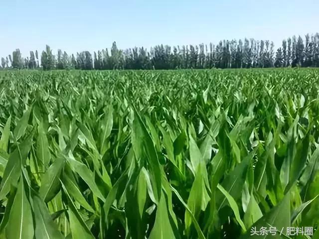 水稻白苗怎么回事,水稻白穗发生原因及防治方法