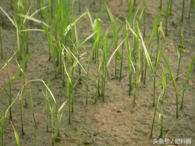 水稻白苗怎么回事,水稻白穗发生原因及防治方法