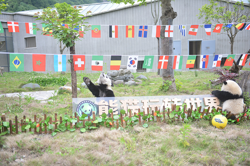 萌哭2017新生大熊猫宝宝齐亮,萌哭小熊猫幼崽