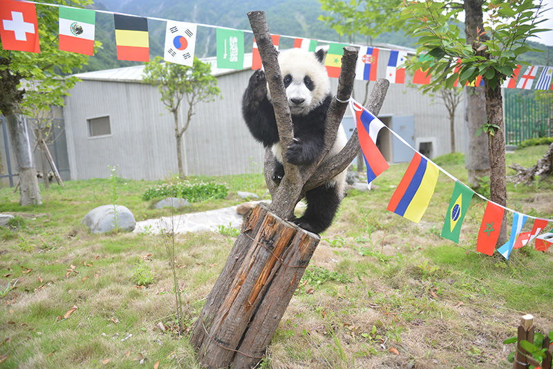 熊猫宝宝萌哭,萌宝宝们的足球友谊赛开始啦
