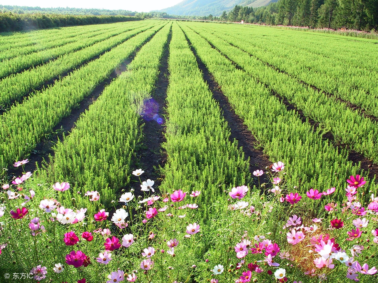 小苗圃打造,小苗圃经营方案