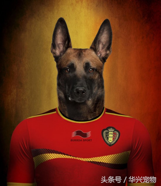 世界杯足球狗狗闯入赛场,足球世界杯狗狗视频