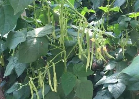 菜豆芸豆四季豆一样吗,菜豆芸豆四季豆区别