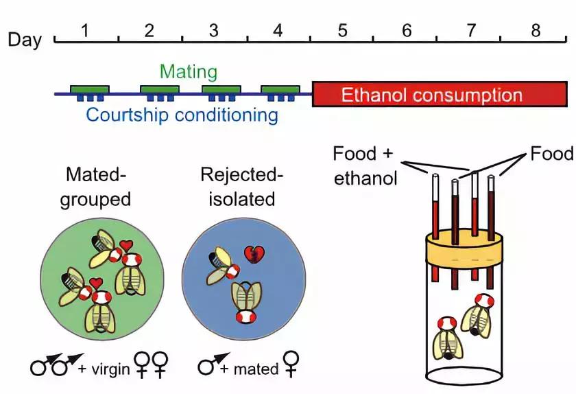 光照就会性高潮！最新研究：奖励机制让果蝇深陷“*灯区红**”