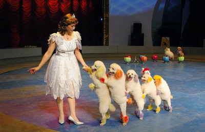 关于养泰迪狗的知识,都说养宠物的人情商高温柔体贴