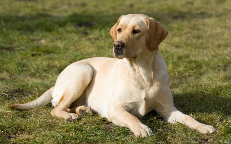 养狗狗拉布拉多新手入门必知,养拉布拉多狗注意事项大全及禁忌