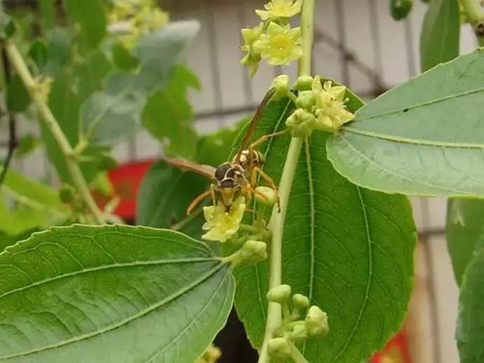 一日不见如隔三秋下一句什么,一日不见如隔三秋用古诗怎么说