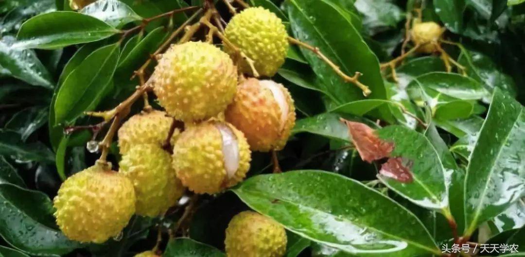 滞销水果为什么卖不掉,水果滞销的痛点有哪些