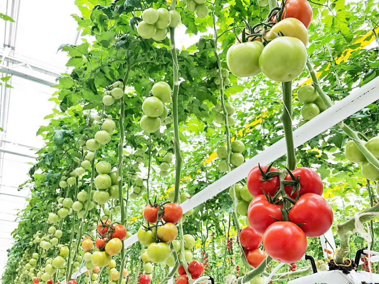 温室蔬菜大棚建设注意事项,温室大棚和普通大棚有什么不一样