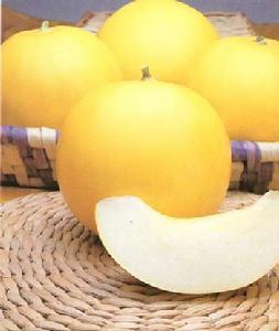 香瓜甜瓜哈密瓜,香瓜甜瓜
