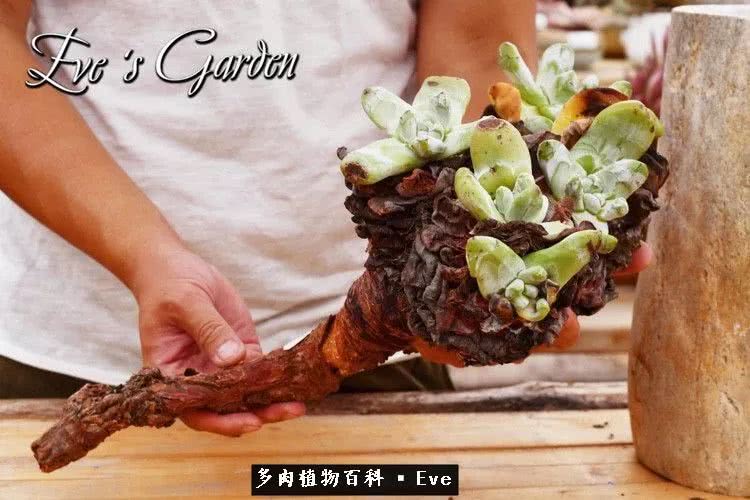 仙女杯多肉植物,拇指仙女杯也叫帕奇飞图吗