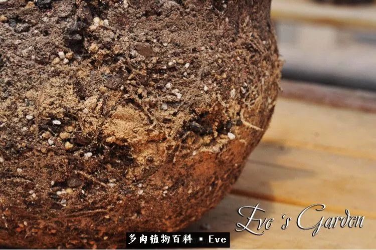 仙女杯多肉植物,拇指仙女杯也叫帕奇飞图吗