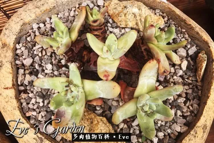 仙女杯多肉植物,拇指仙女杯也叫帕奇飞图吗