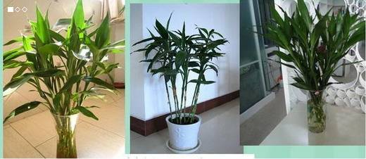 养殖富贵竹叶子黄了怎么办,转运竹叶子发黄怎么办