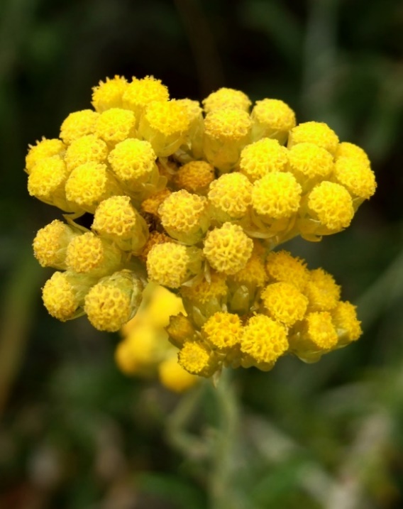 玫瑰果油的功效与作用,玫瑰果油到底有没有用