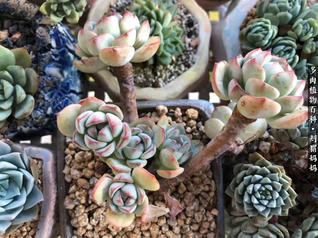 多肉如何度夏的方法,多肉夏天如何度夏