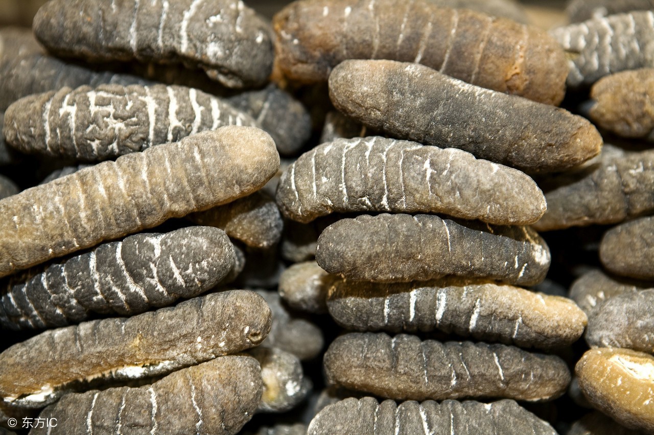 海参那些事儿海参产地,海参外行人不懂的海参知识