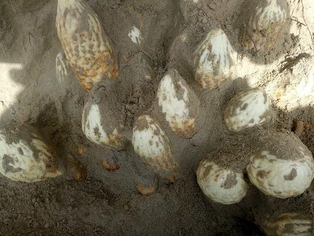 苍术肉苁蓉功效,肉苁蓉对男人的功效与作用