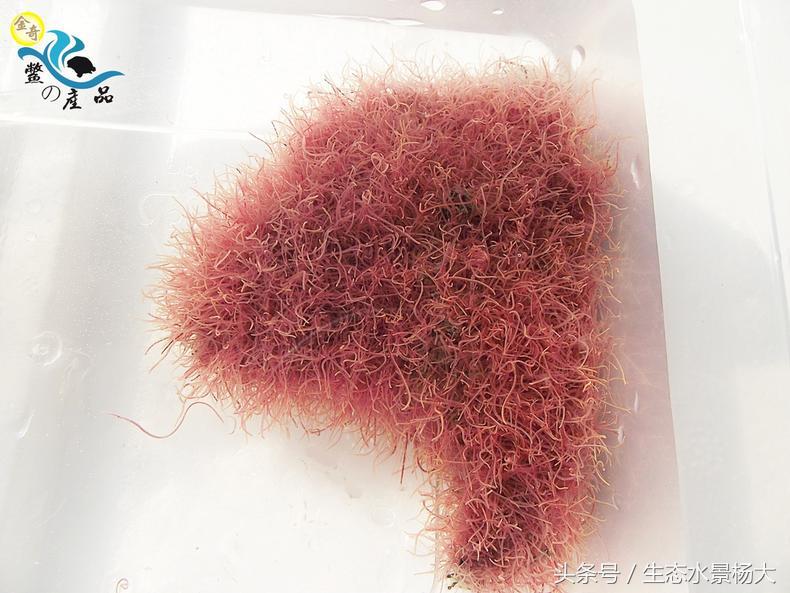 冷冻红虫靠谱吗,冷冻红虫的正确使用方法