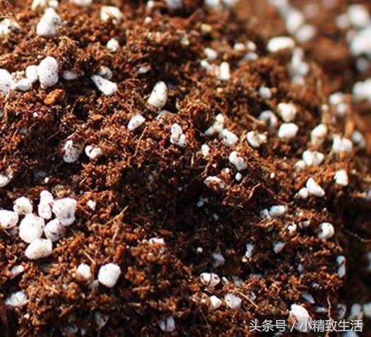 怎么才让绿萝长得茂盛不黄叶,怎么把绿萝养得又粗又壮不长黄叶