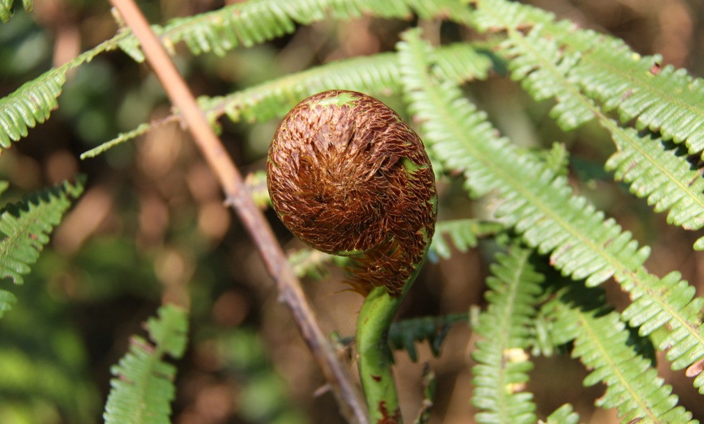 农村田埂上的这种野草,农村的这种随处可见的野草