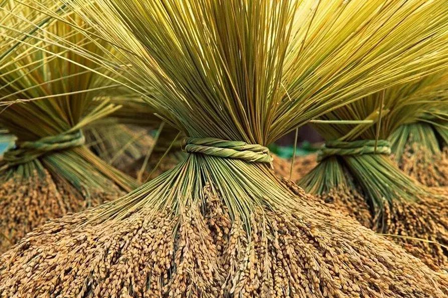 糯米属于粗粮还是优质碳水,糯米含量最多的有机物是糖类吗