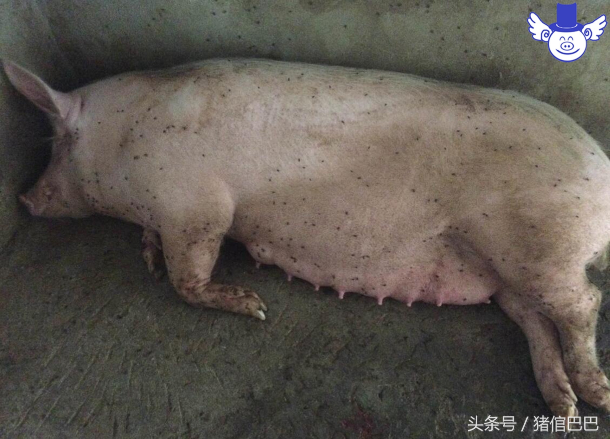 母猪难产时掏猪正确手法视频,母猪难产怎么办最有效方法