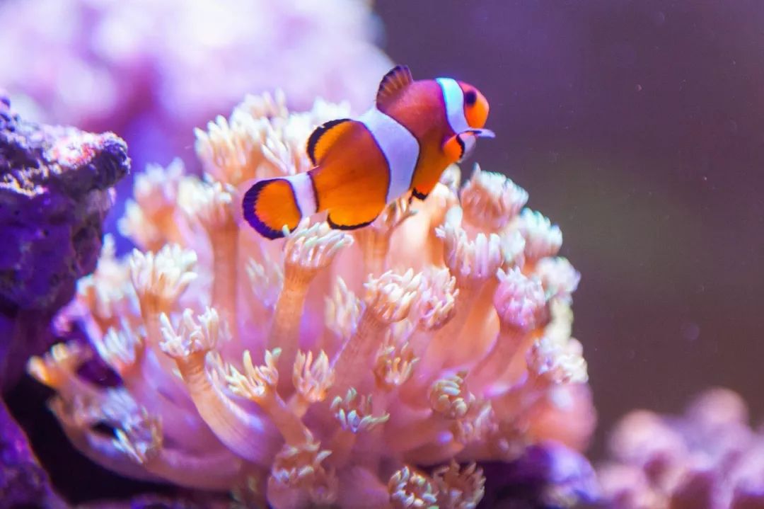 水族箱怎么增加酸度,海水鱼缸怎么配水