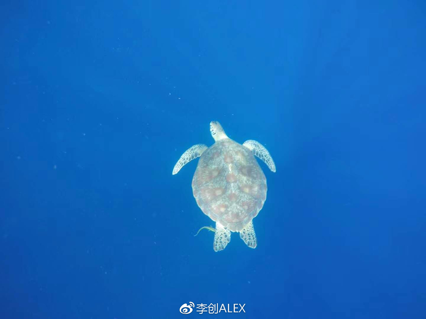 飞宿务直航城市,宿务到内地的直航航班
