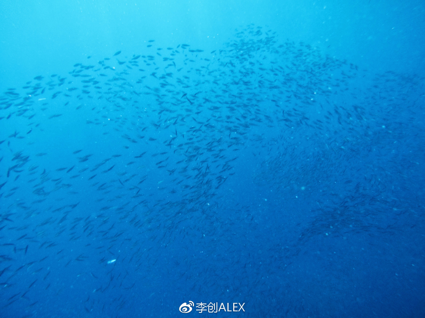 菲律宾宿务薄荷岛潜水之行,菲律宾宿务岛旅游潜水