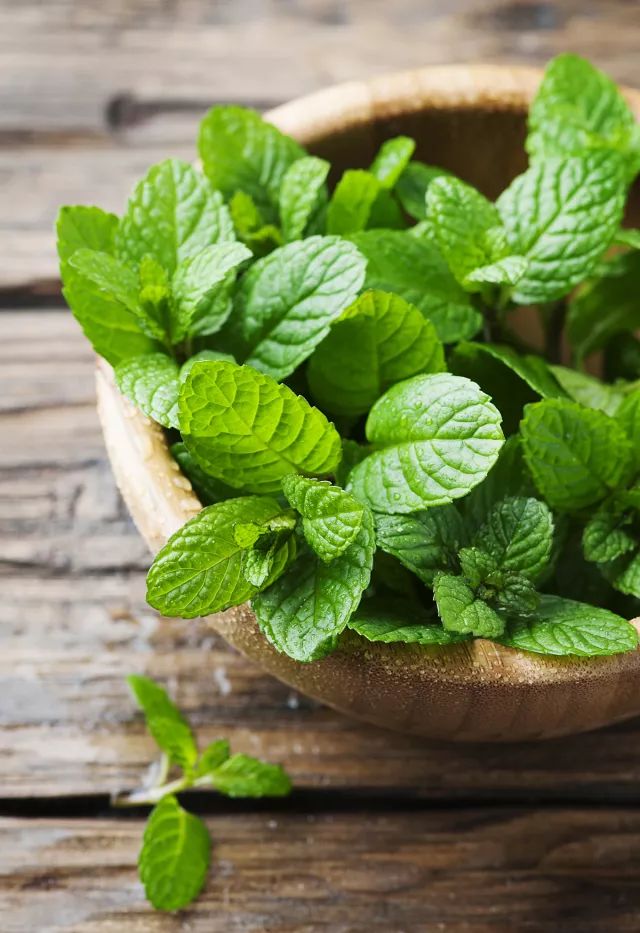 家里摆死灵芝盆栽,家人生病家里摆什么物件