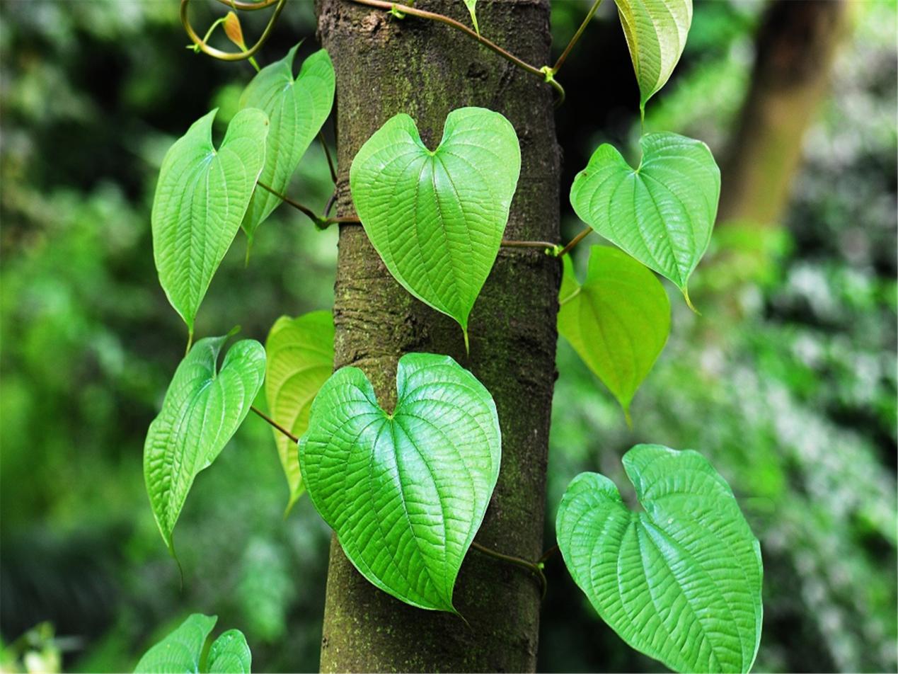 东北有毒的小野果,农村常见的有毒的野果