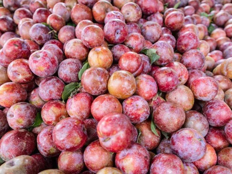 水蜜桃8块一斤,西瓜桃子8元