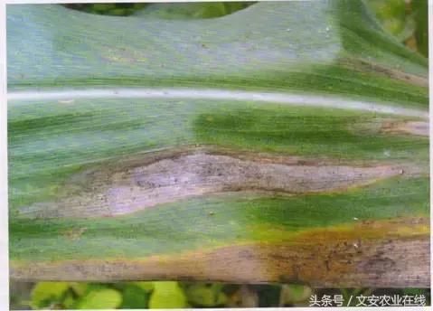 玉米苗期缺素病害高清图谱大全,玉米各种病害图片大全大图