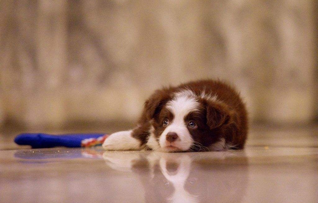 狗狗如何提高免疫力防止鼻炎,狗狗行为习惯服从性低怎么训练