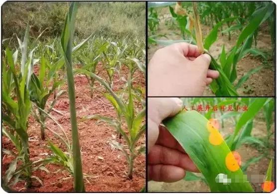 玉米小苗卷叶是什么原因,玉米卷叶是什么原因引起的