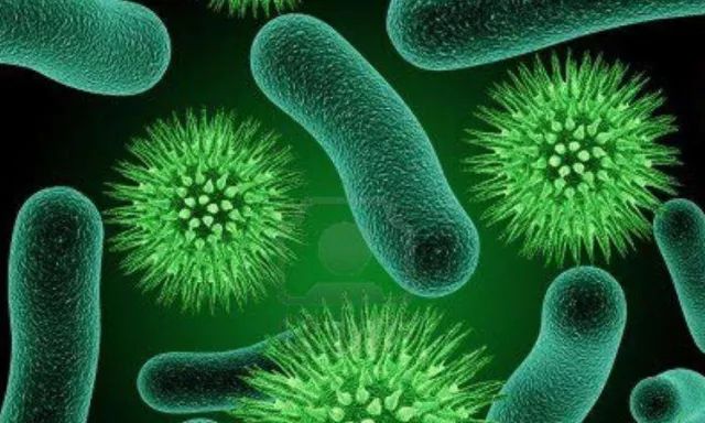 硝化细菌可以养鱼缸吗,开缸不加硝化细菌照样能养鱼